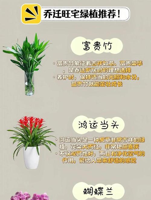 空气铁兰花语有何含义？如何用空气铁兰表达爱意？