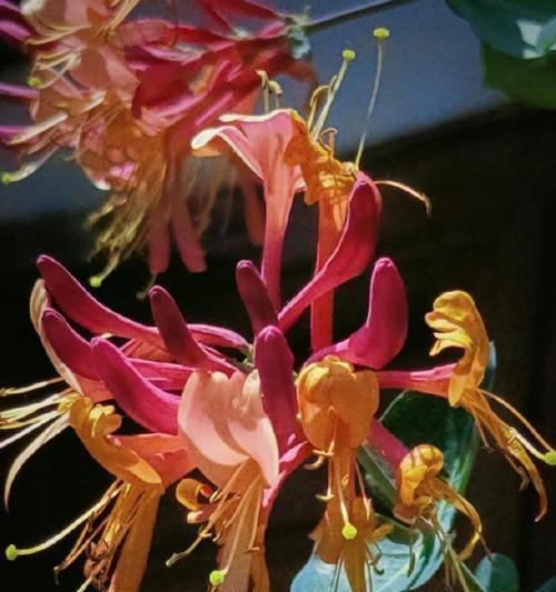 藤本花卉花语有哪些？如何用藤本花卉传递情感？