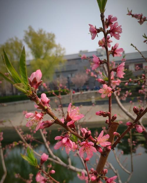 针叶梅的花语有何含义？如何用针叶梅表达情感？