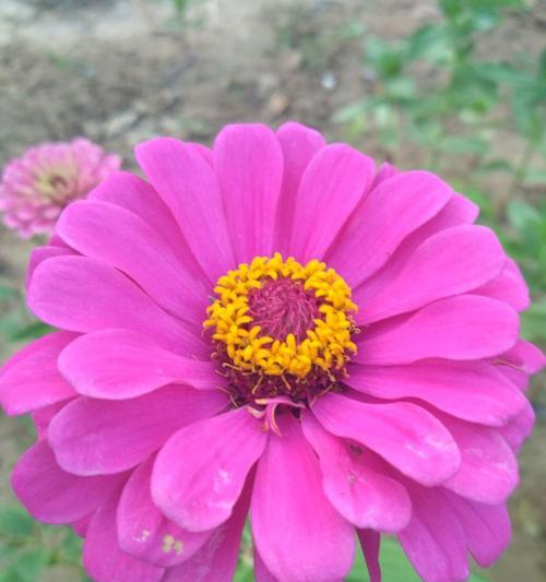 针叶梅的花语有何含义？如何用针叶梅表达情感？