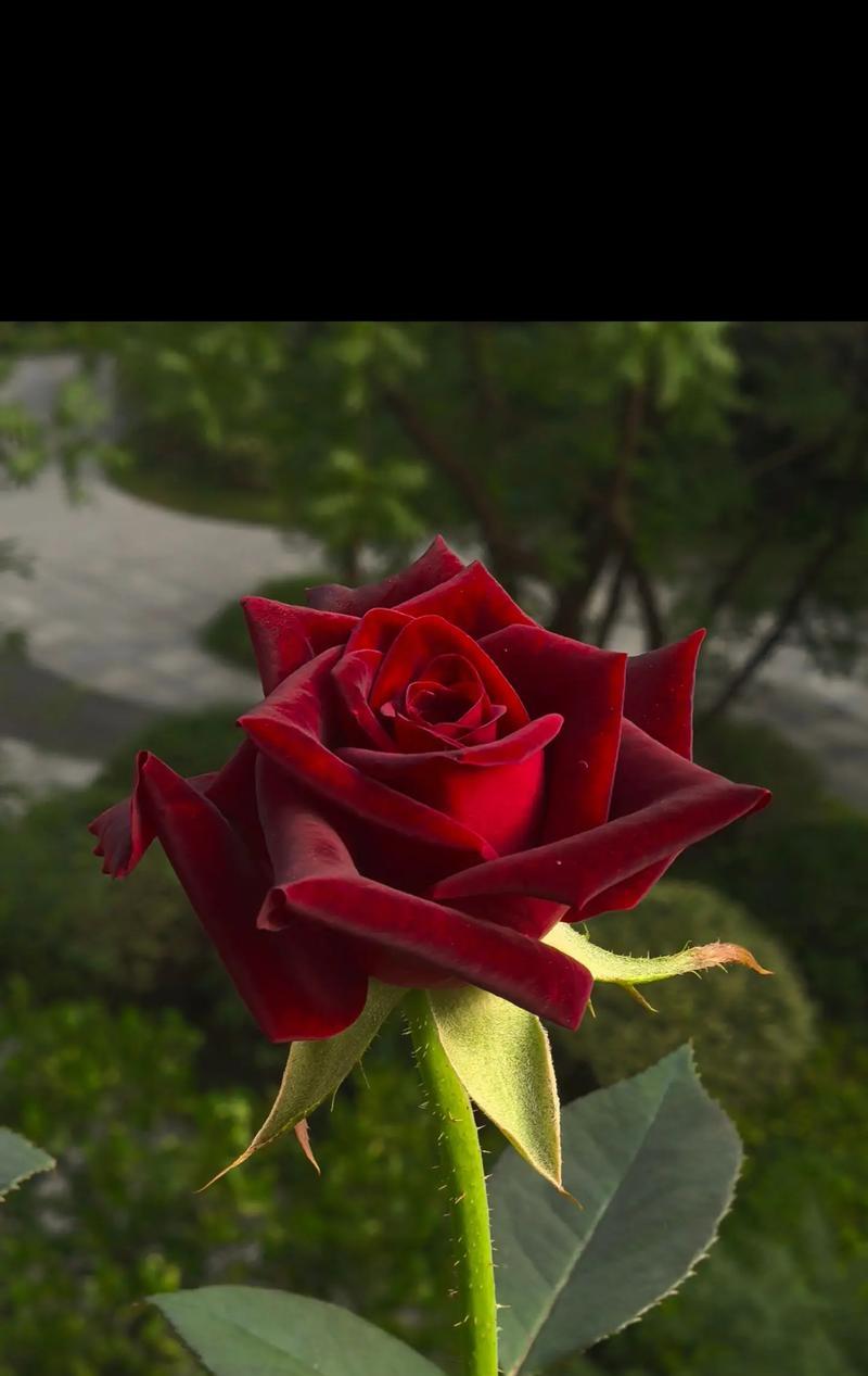 火焰月季花语是什么？如何用火焰月季表达热情？