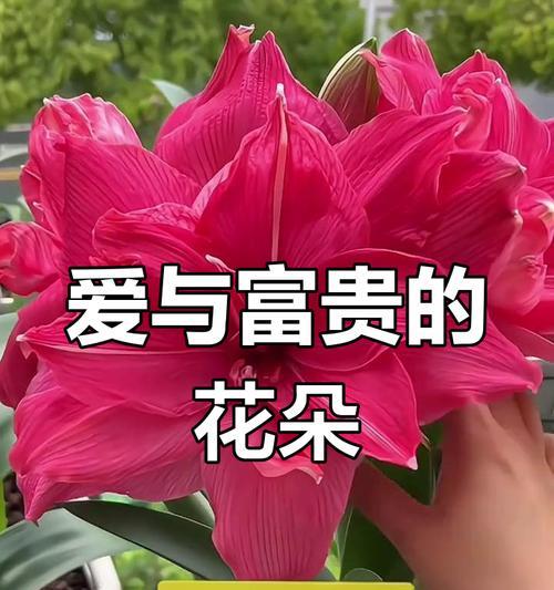 花语是平安的有哪些？如何用花语表达祝福？