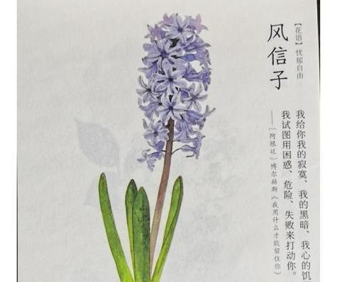 花语是平安的有哪些？如何用花语表达祝福？