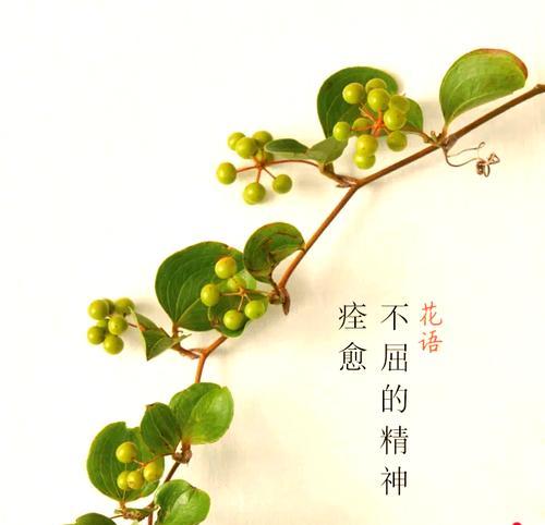 关于草的花语有哪些？如何用草表达情感？