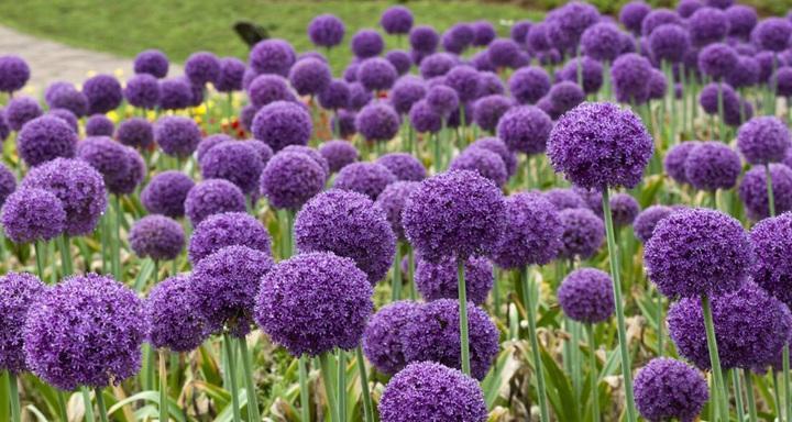 瓣鳞花花语是什么？如何用瓣鳞花表达爱意？