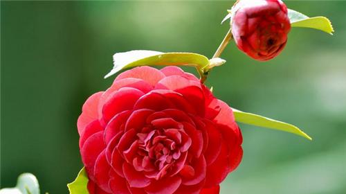 瓣鳞花花语是什么？如何用瓣鳞花表达爱意？