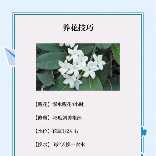 来源茉莉花语是什么？如何用茉莉表达纯洁？