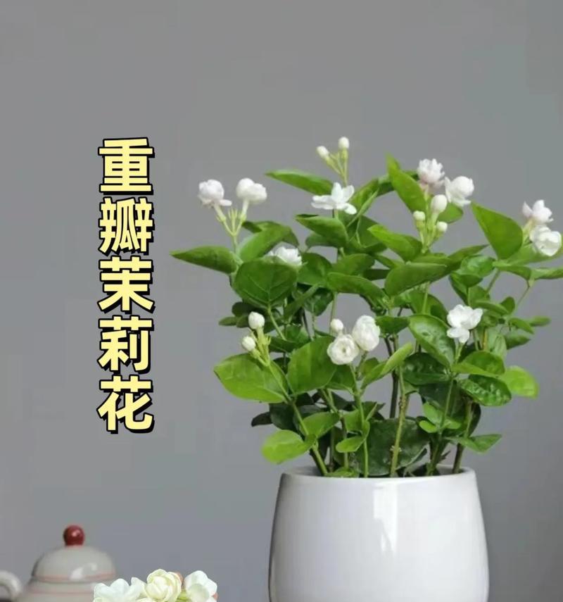来源茉莉花语是什么？如何用茉莉表达纯洁？