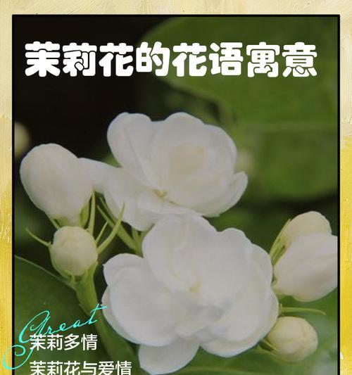 来源茉莉花语是什么？如何用茉莉表达纯洁？