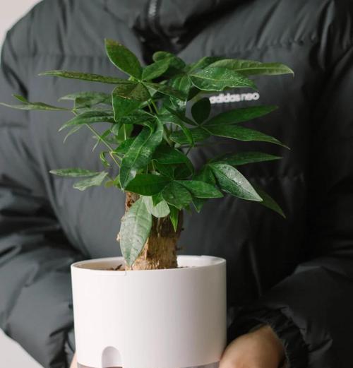 招财树的花语是什么？如何用招财树提升家居财运？