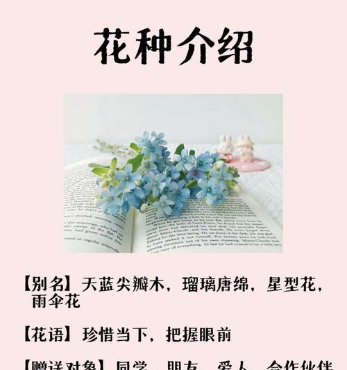 星王子的花语有何深意？如何用星王子花表达爱意？