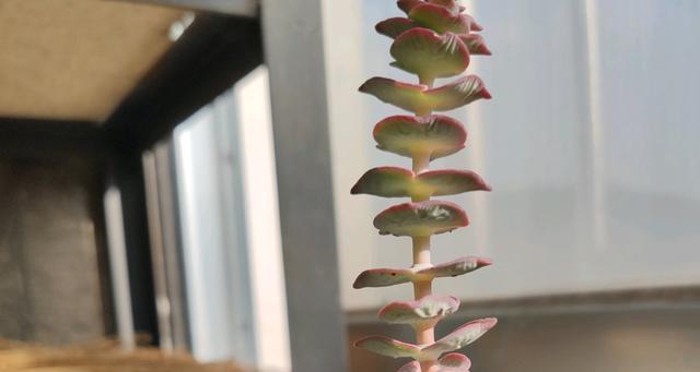 星王子的花语有何深意？如何用星王子花表达爱意？