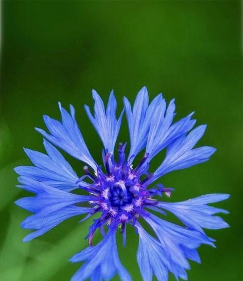 白矢车菊花语是什么？白矢车菊在花语中的象征意义？