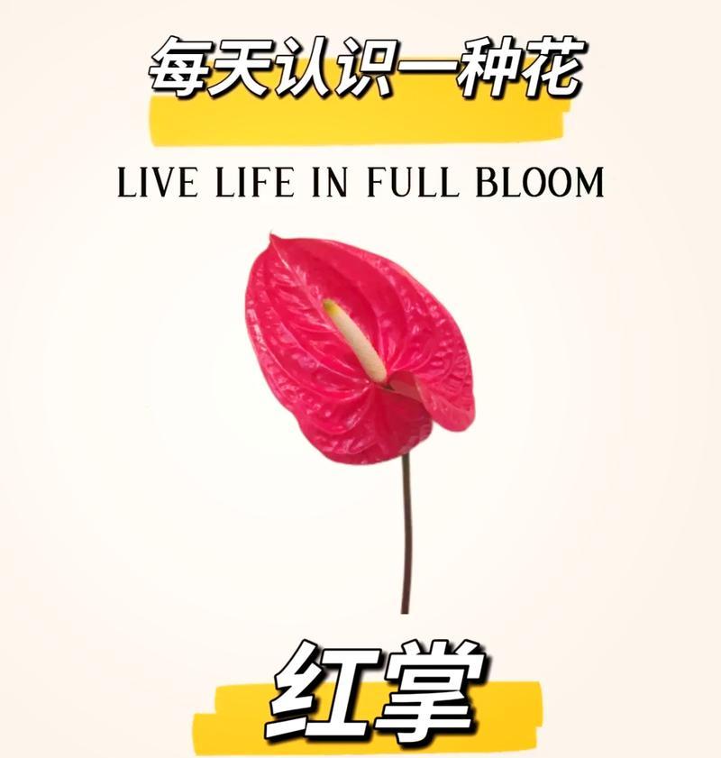 红掌心的花语有哪些？红掌心花如何传递情感？
