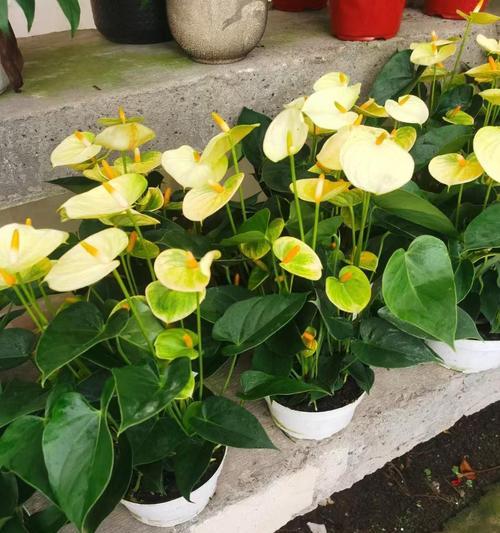 红掌心的花语有哪些？红掌心花如何传递情感？