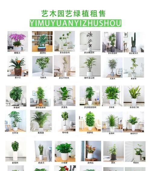 名贵花的花语有哪些？名贵花在花艺中的特殊含义是什么？