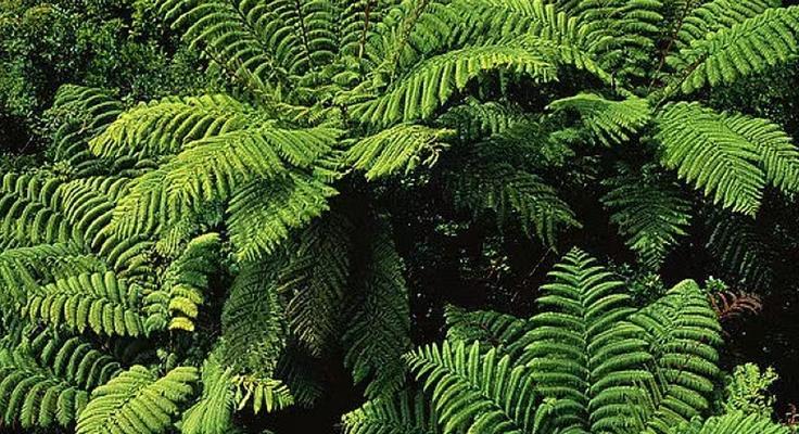 桫椤花的花语是什么？桫椤花在传统花艺中的地位如何？