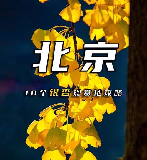 银杏花语典故有哪些？银杏花在文化中扮演什么角色？