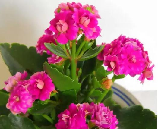 帅气的花有哪些？帅气的花在花语中代表什么？