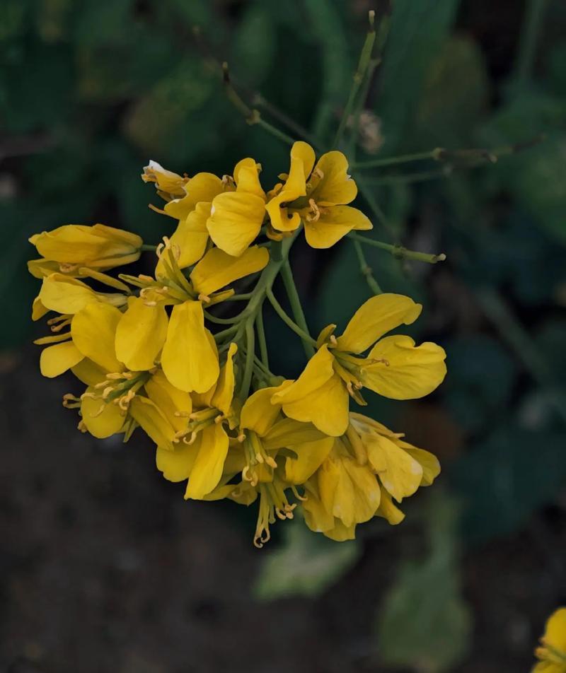 帅气的花有哪些？帅气的花在花语中代表什么？