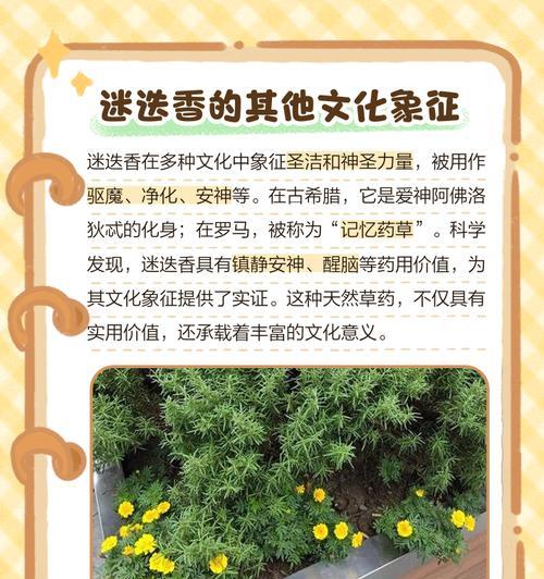 迷迭香花语忆是什么？迷迭香如何唤起美好回忆？