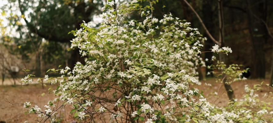 小花溲疏花语是什么？小花溲疏在花艺中的象征意义？