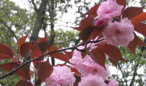 重磅樱花花语有哪些？重磅樱花在花艺中的特殊含义？