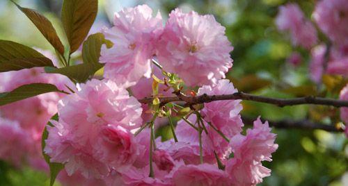 重磅樱花花语有哪些？重磅樱花在花艺中的特殊含义？