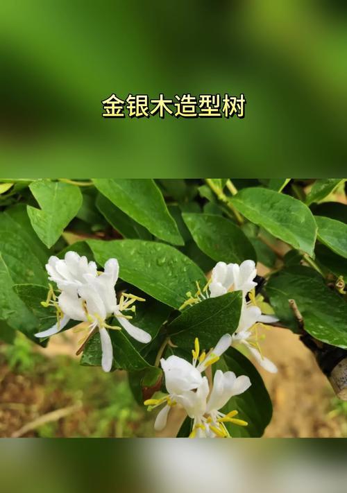 金银木花语是什么？金银木在花艺中的象征意义是什么？