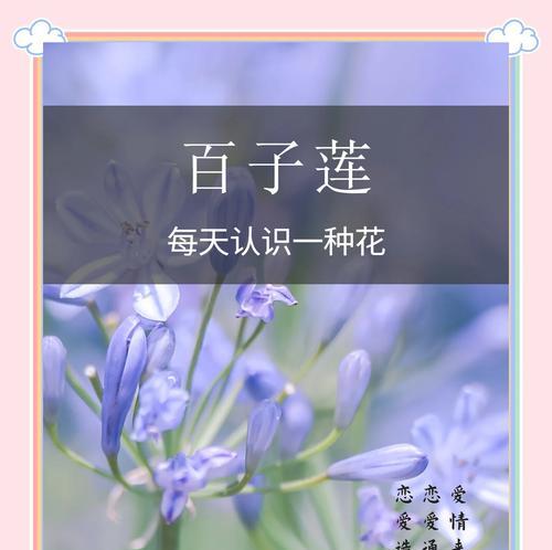 子路花的花语有哪些？子路花在花艺中的寓意是什么？