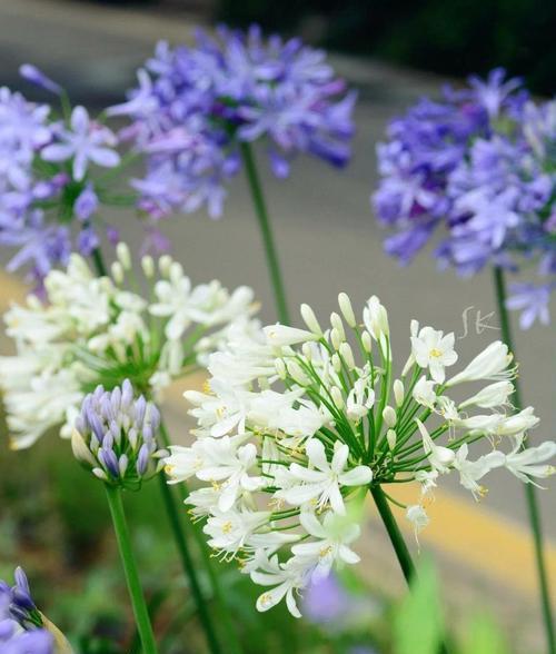 子路花的花语有哪些？子路花在花艺中的寓意是什么？