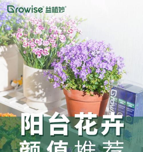 子路花的花语有哪些？子路花在花艺中的寓意是什么？