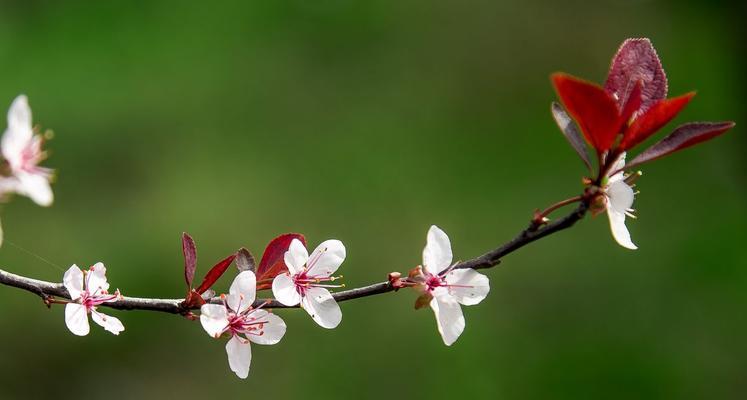 李的诞生花语是什么？如何表达对李姓朋友的祝福？