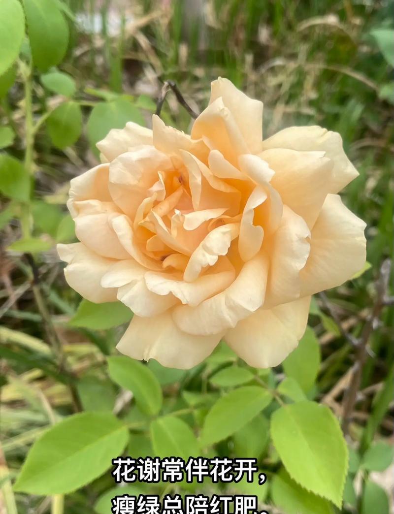蓝月季代表什么？蓝月季花语有哪些特别含义？