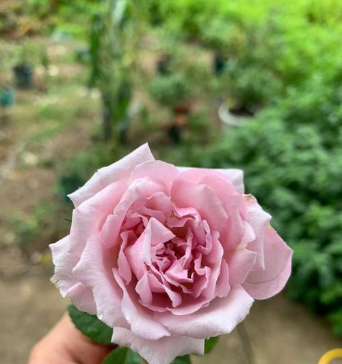 蓝月季代表什么？蓝月季花语有哪些特别含义？