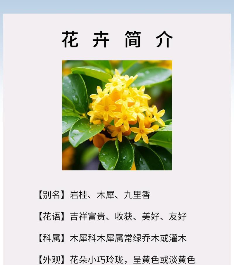 桂花颜色的花语有哪些？不同颜色桂花的寓意是什么？