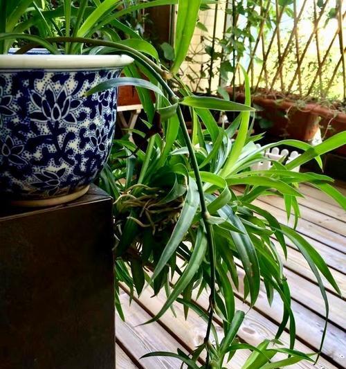 小辣椒花语有何深意？小辣椒象征着什么？
