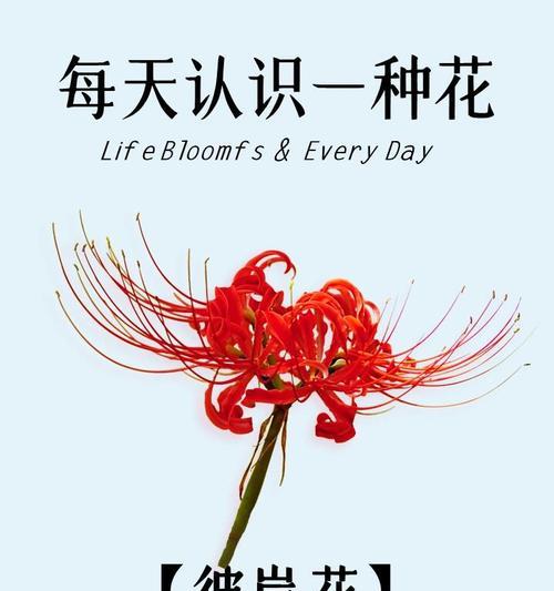 叶落生根的花语是什么？叶落生根象征着什么？