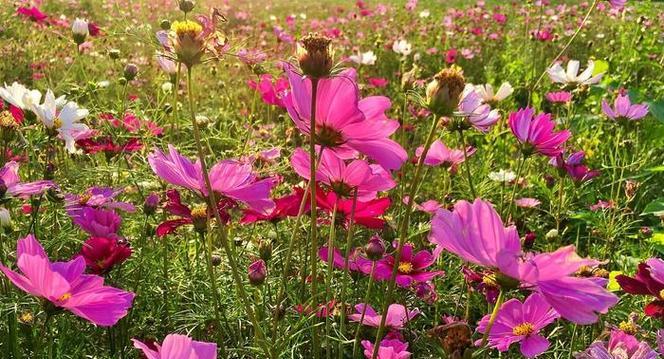 粉色秋樱的花语是什么？粉色秋樱代表什么？