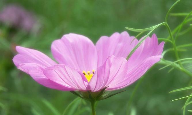 粉色秋樱的花语是什么？粉色秋樱代表什么？