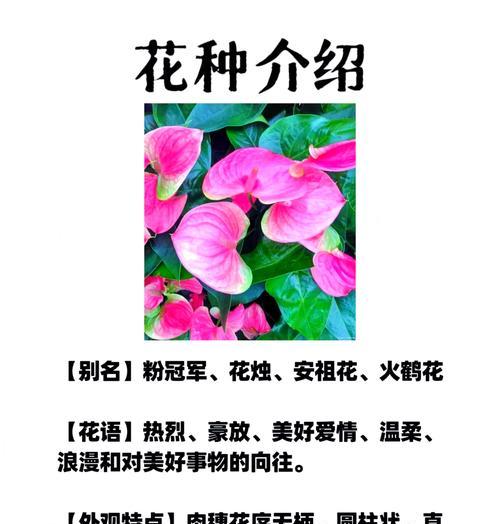 先人掌的花语有哪些？先人掌象征着什么？