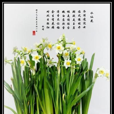 花语与季节日期有何关联？如何根据日期选择花语？