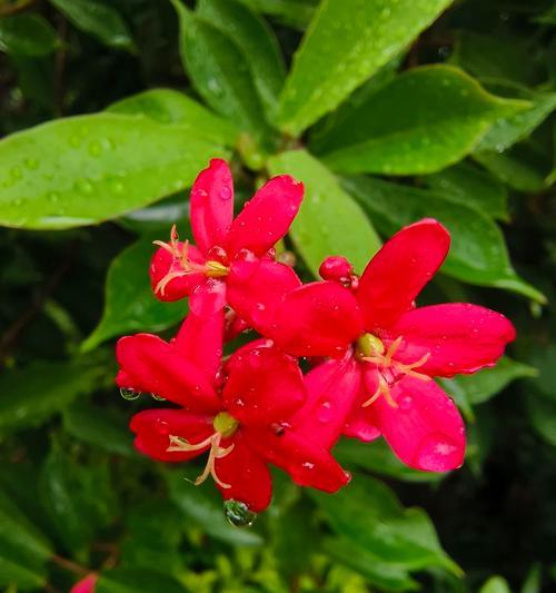 珊瑚指花语是什么？珊瑚指象征着什么？