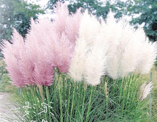 芦苇花语有哪些？芦苇象征着什么？