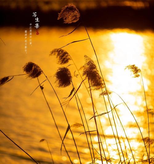 芦苇花语有哪些？芦苇象征着什么？