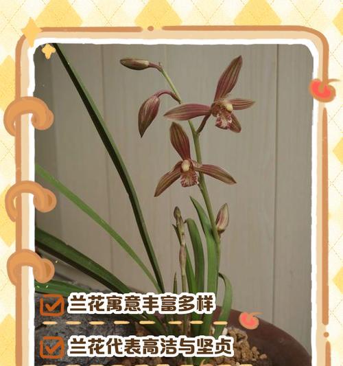 嫁接兰花的花语是什么？嫁接兰花有何特别寓意？