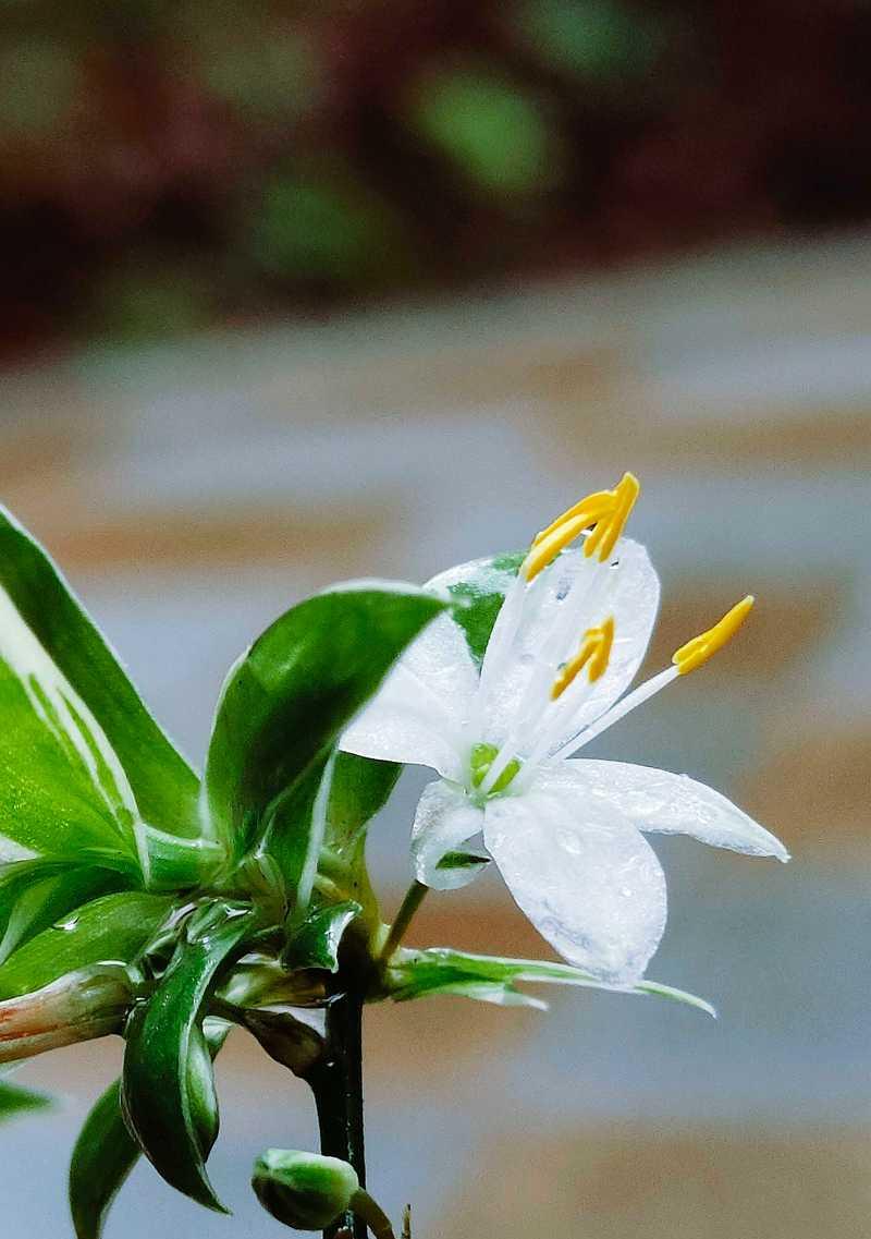 竹节吊兰的花语是什么？竹节吊兰象征着什么？