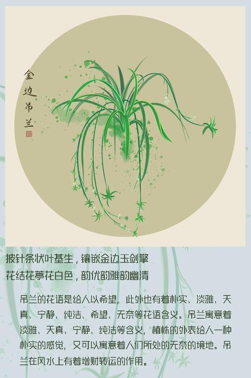 竹节吊兰的花语是什么？竹节吊兰象征着什么？