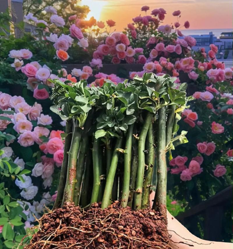淡紫月季代表什么？淡紫月季花语有哪些含义？
