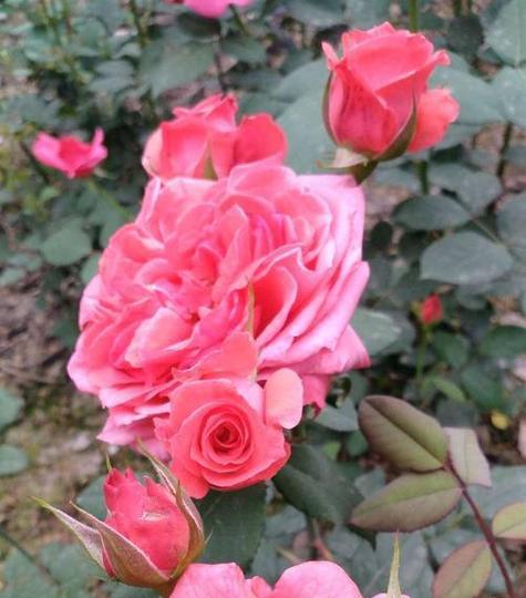 淡紫月季代表什么？淡紫月季花语有哪些含义？